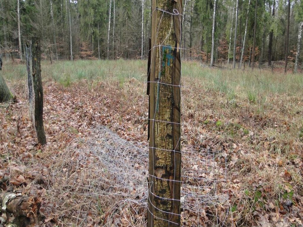 kradzież choinek, straż leśna, Nadleśnictwo Olsztynek, adam siemakowicz