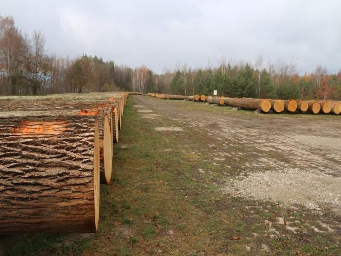 submisje cennego drewna, sprzedaż drewna, nadleśnictwa, dąb czerwony, jesion