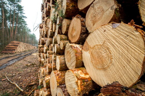 submisja drewna szczególnego