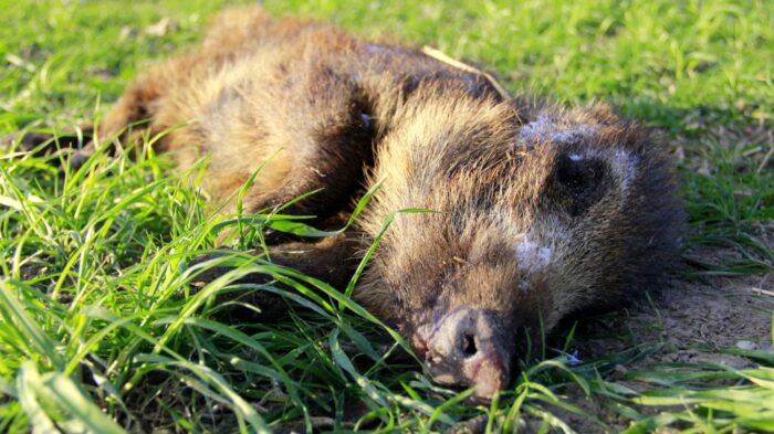 ASF, dzik, przypadki, wirus