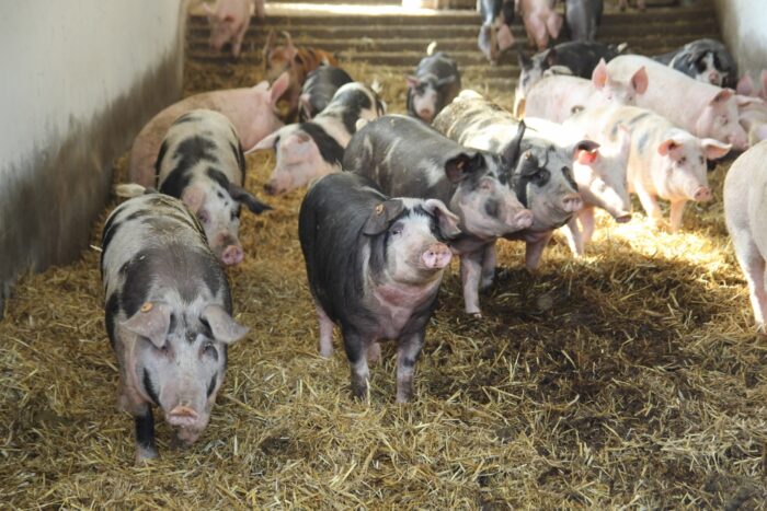 asf, wirus asf, ekologiczna hodowla świń, rasa złotnicka pstra