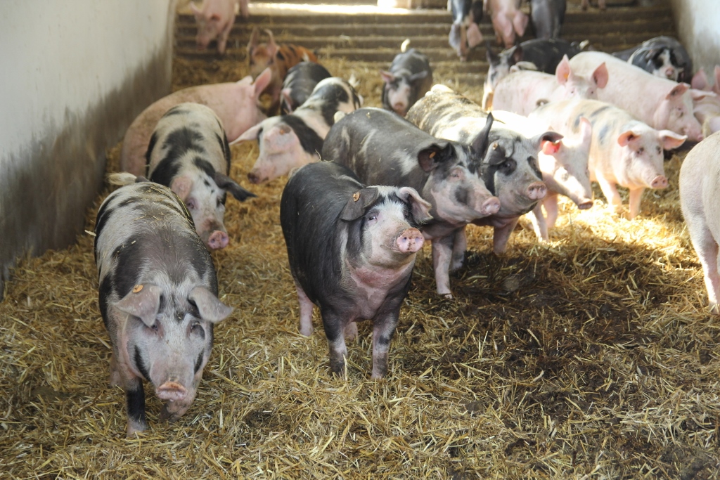 asf, wirus asf, ekologiczna hodowla świń, rasa złotnicka pstra
