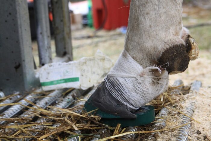 korekcja racic, szkolenie "CGen korekcja", DD, Dermatitis digitalis