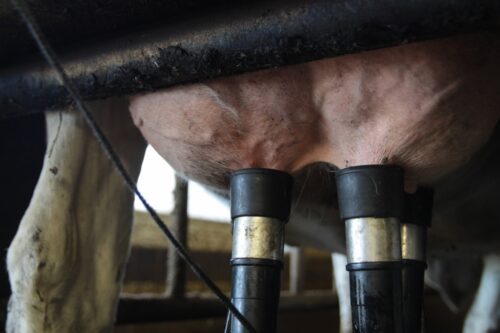gumy strzykowe, dój, mastitis, aparat udojowy
