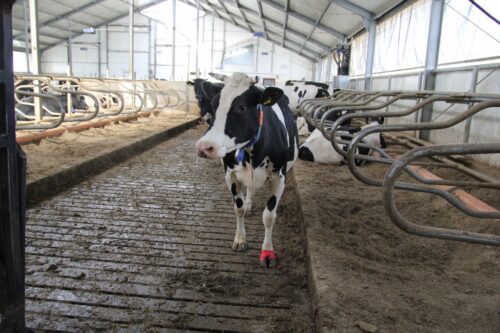 polski indeks ekonomiczny, kulawizny, wytrwałość laktacji, przebieg porodów