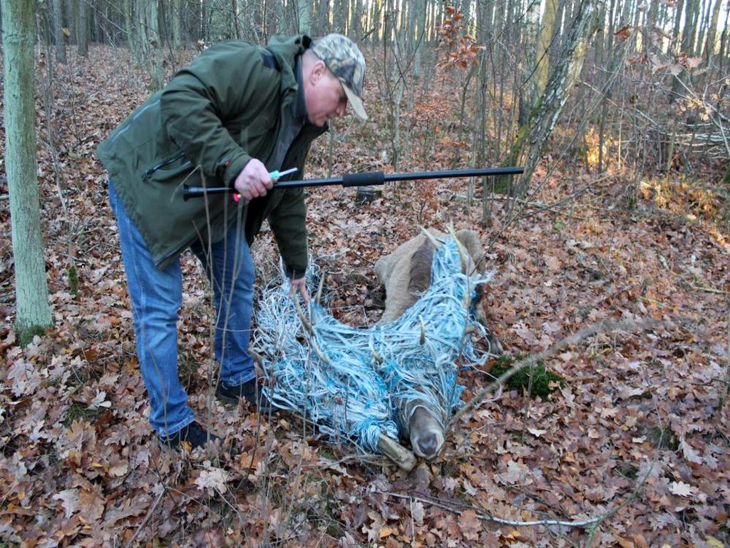 pastuch elektryczny, jeleń w pułapce, Nadleśnictwo Kliniska, RDLP w Szczecinie, bartosz pytlak