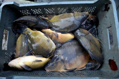 hodowla ryb, susza, pieniądze, de minimis