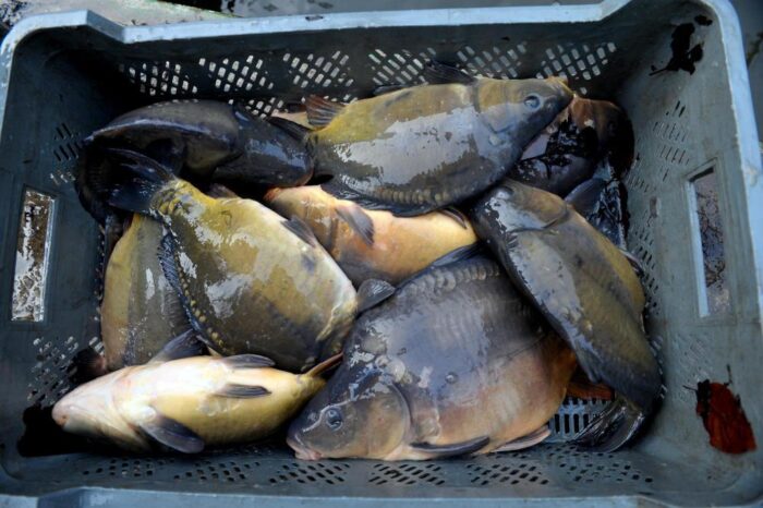 hodowla ryb, susza, pieniądze, de minimis