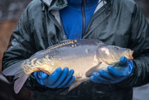 hodowla ryb, susza, pieniądze, de minimis