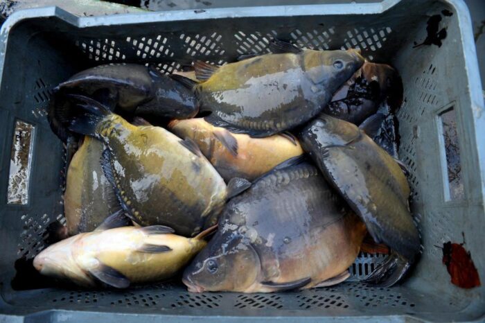 hodowla ryb, susza, pieniądze, de minimis