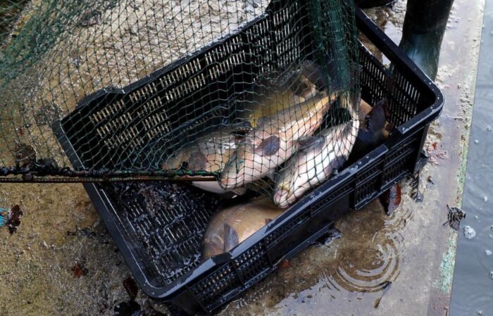 odłów karpi, ryby, karpie, gmina Przygodzice, wielkopolskie