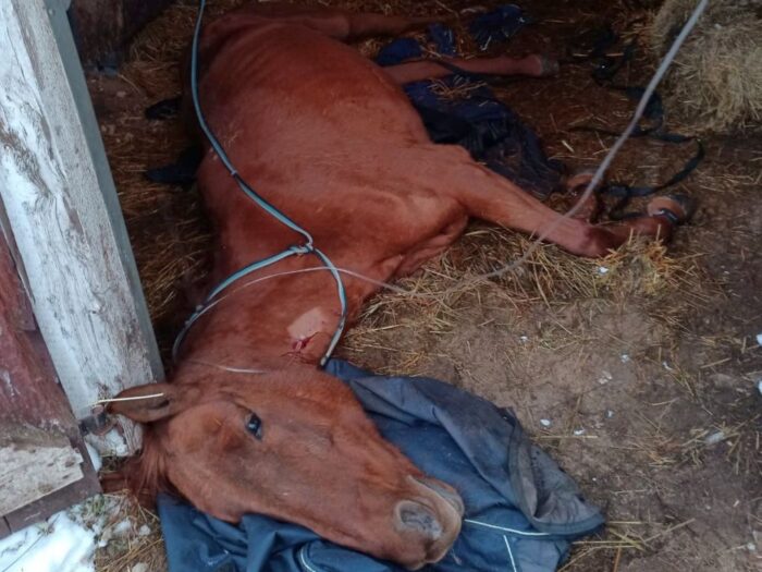 konie, ANR, Janów Podlaski, aukcja, Waldemar Humięcki, Pride of Poland
