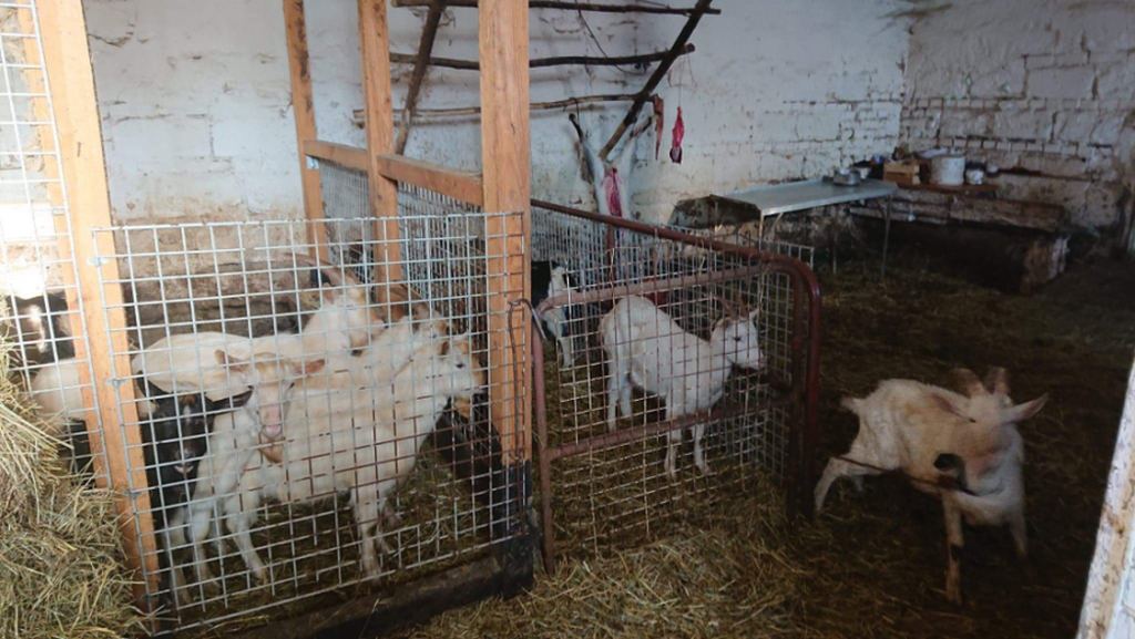 policja, mazowieckie, gmina Nadarzyn, ubój zwierząt poza rzeźnią, kozy