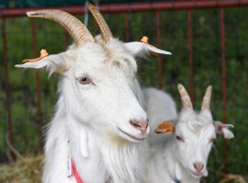 Narodowa Wystawa Zwierząt Hodowlanych, zwierzeta hodowlane, szymon giżyński, poznań