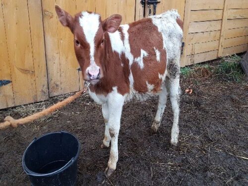 złodzieje byka, kradzieże w gospodarstwach, gmina Sułkowice, powiat myślenicki