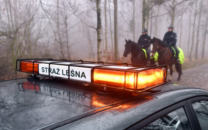 las, ściółka, pożary lasów, susza