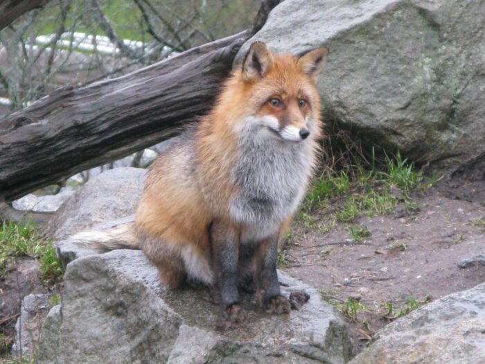 bobrówka, podkarpacie, lis, genowefa mazur, powiat jarosławski, drób