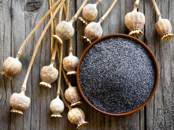 mak, uprawa maku, rolnictwo, makówki, prawo