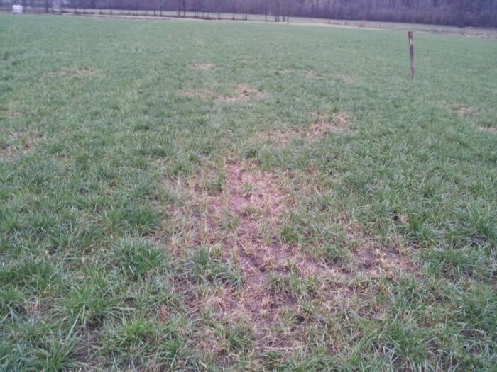 Australia, plaga myszy, Col Tink, Bill Bateman, ochrona upraw