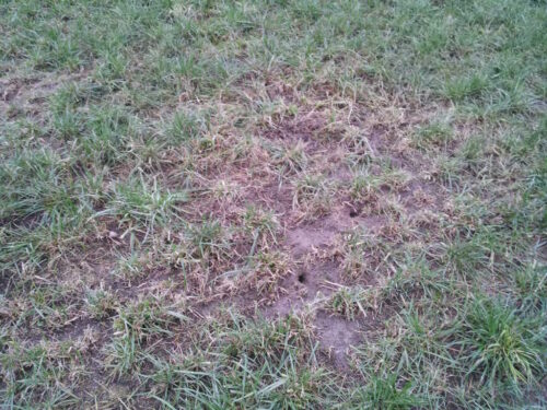 gryzonie, straty w uprawach, nornice, zadrzewienia śródpolne, remizy leśne