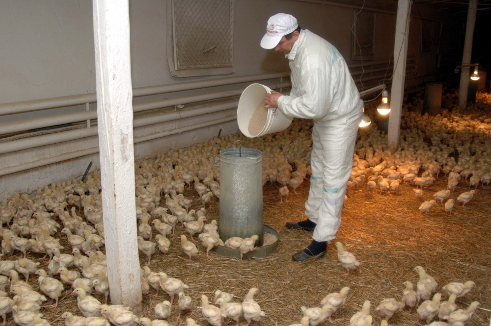 pasze gmo, żywienie zwierząt, andrzej duda, śruta sojowa, pozyskiwanie bialka