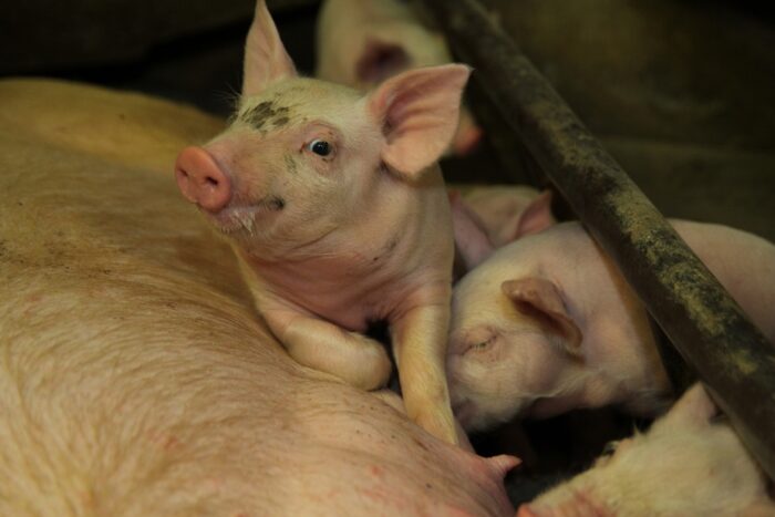 rośnie produkcja prosiąt, plenność loch