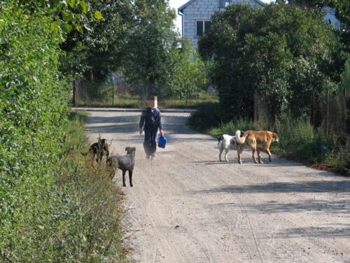 psy pogryzły dzieci, lipno, włocławek, Małgorzata Małkińska