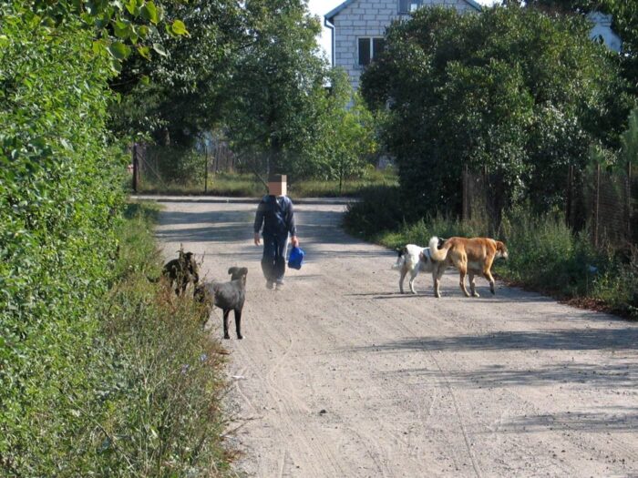 psy pogryzły dzieci, lipno, włocławek, Małgorzata Małkińska