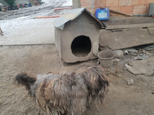 psy atakują zwierzęta hodowlane, gmina Tuchów, powiat tarnowski,