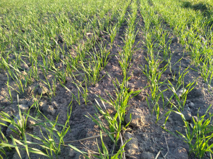 zwalczanie chwastów w oziminach, miotła zbożowa, chwasty dwuliścienne, herbicydy doglebowe, herbicydy nalistne