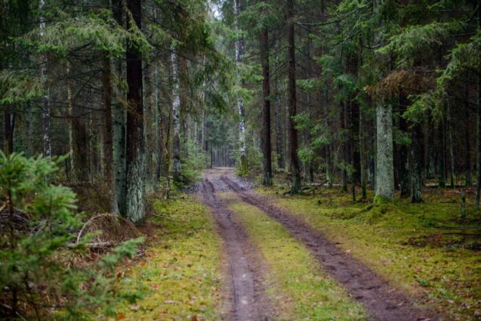 Puszcza Białowieska