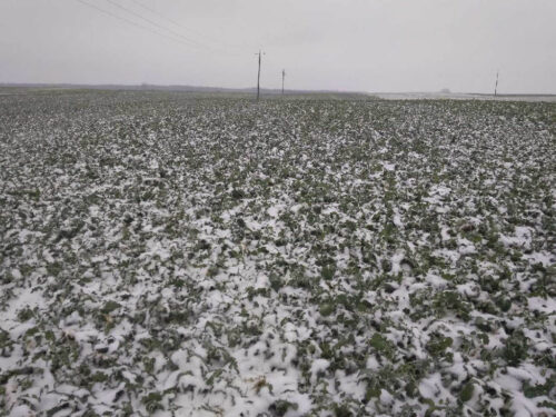 rzepak ozimy, rośliny, pole, śnieg