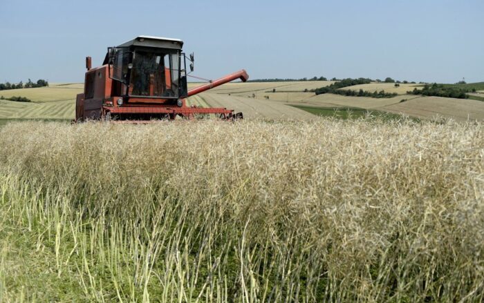 zbiory zbóż, produkcja rzepaku i rzepiku, zbiory owoców, produkcja wrzyw, gus
