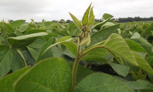 soja, pole, plantacja