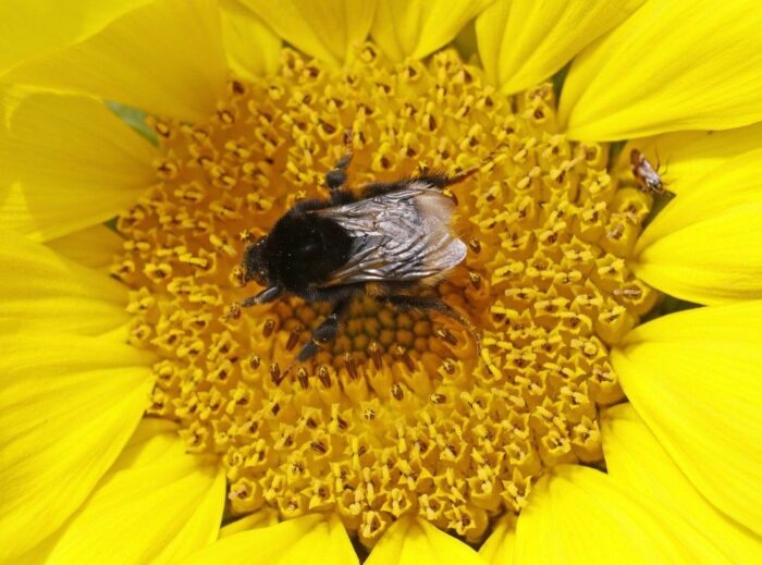 trzmiele, monitorowanie temperatury czy wilgotności, rolnictwo