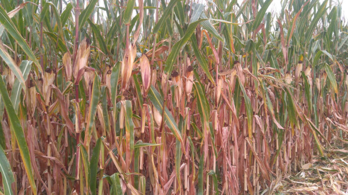 kukurydza, rzędy, rośliny, pole