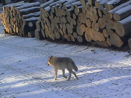 zakaz wjazdu do lasu