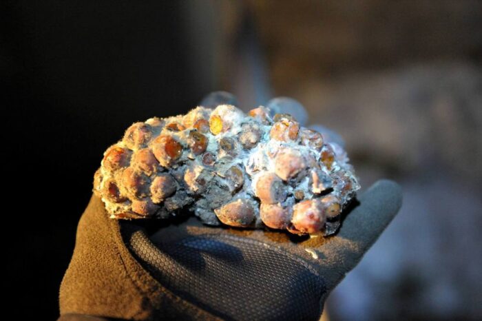 wino lodowe, zimowe winobranie, ewa wawro, Podkarpacka Akademia Wina w Jaśle