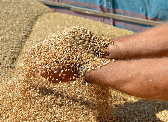 ceny zbóż, handel ziarnem, podaż zbóż, produkty rolno-żywnościowe, kowr