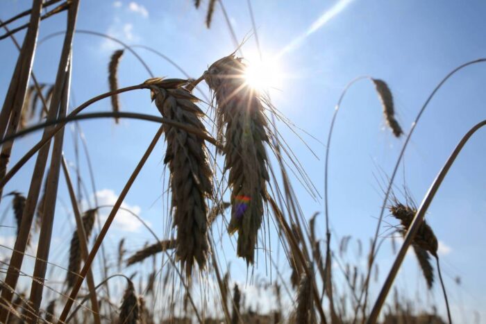 zboza_zbiory_prognozy_ierigz