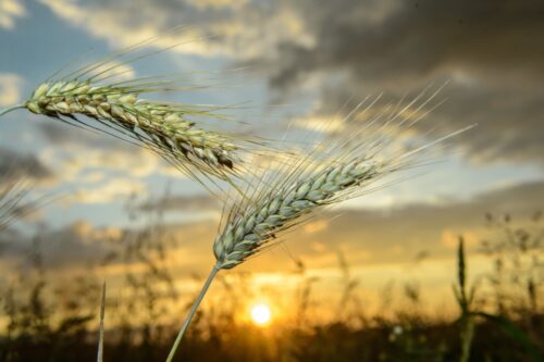 zboza_zbiory_prognozy_ierigz