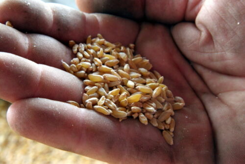 wskaźnik cen żywności, indeks fao, produkty zbożowe, cukier, wyroby mleczarskie, oleje roślinne