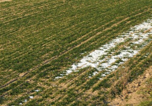 średnia krajowa cena skupu pszenicy, ziemia, kowr