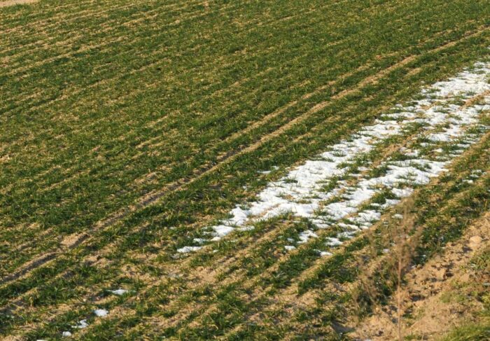 średnia krajowa cena skupu pszenicy, ziemia, kowr