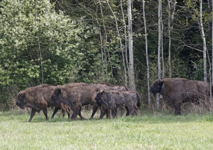 żubry, Puszcza Białowieska