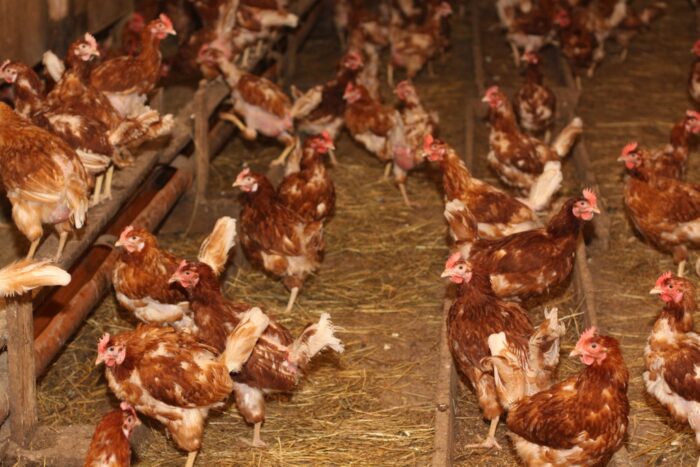 ptasia grypa w polsce, import drobiu, armenia, Czeska Państwowa Inspekcja Weterynaryjna