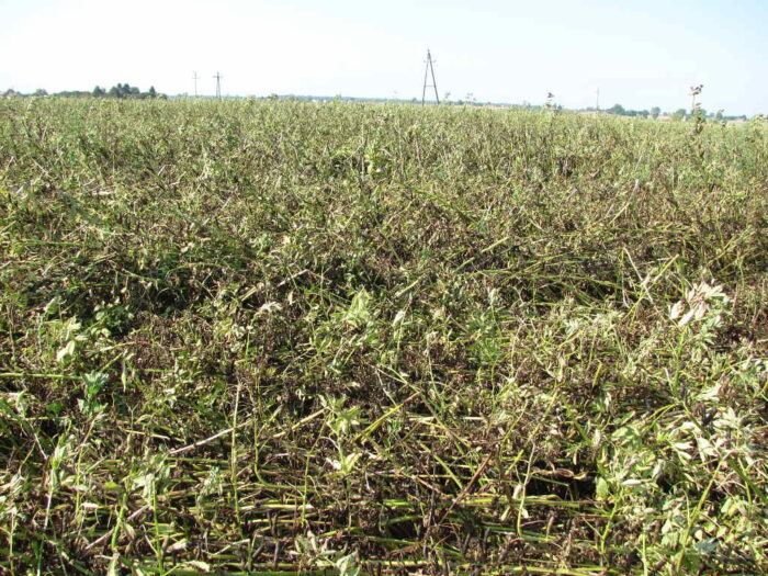 bobik, rośliny, pole