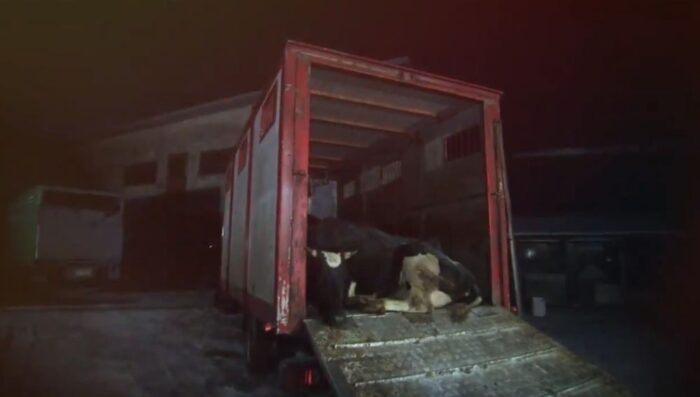 chore krowy przerabiane na kebaby, Superwizjer, bydło, ubojnia, rzeźnia