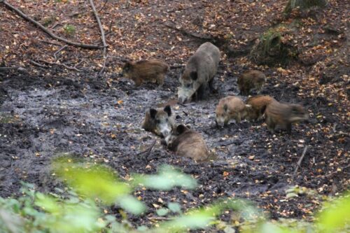 walka z ASF w Polsce, sanitarny odstrzał dzików, Dolny Śląsk, Jarosław Obremski