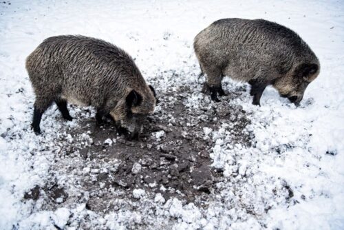 odstrzał dzików, limity odstrzałów dzików, koła łowieckie, ministerstwo środowiska